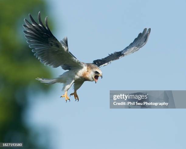 fledgling white-tailed kite in flight. - white tailed kite stock pictures, royalty-free photos & images