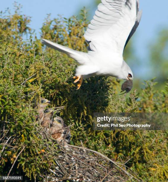 adult white-tailed kite brings food (vole) to nestlings - white tailed kite stock pictures, royalty-free photos & images