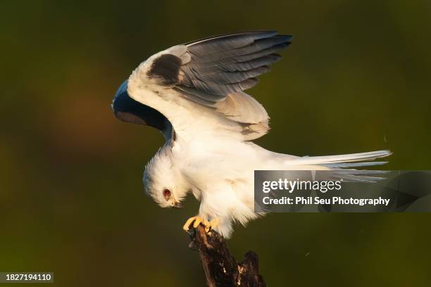 adult white-tailed kite shaking - white tailed kite stock pictures, royalty-free photos & images