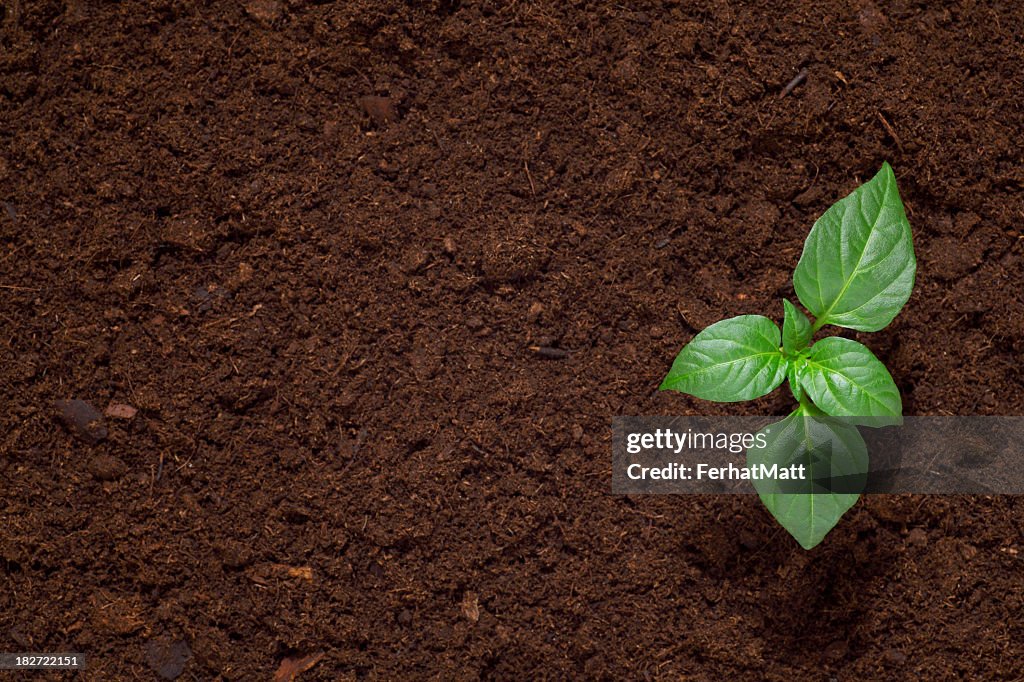 Green seedling sprout in dark dirt