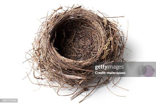nest - nid d'oiseau photos et images de collection