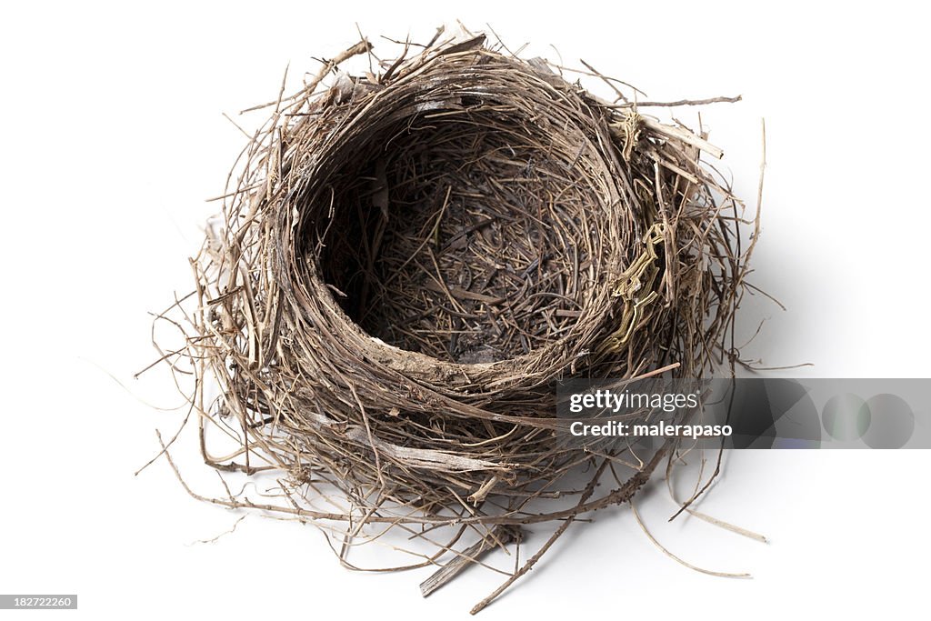 Nest