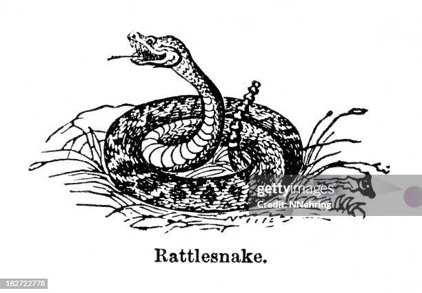 rattlesnake - rattlesnake stock illustrations