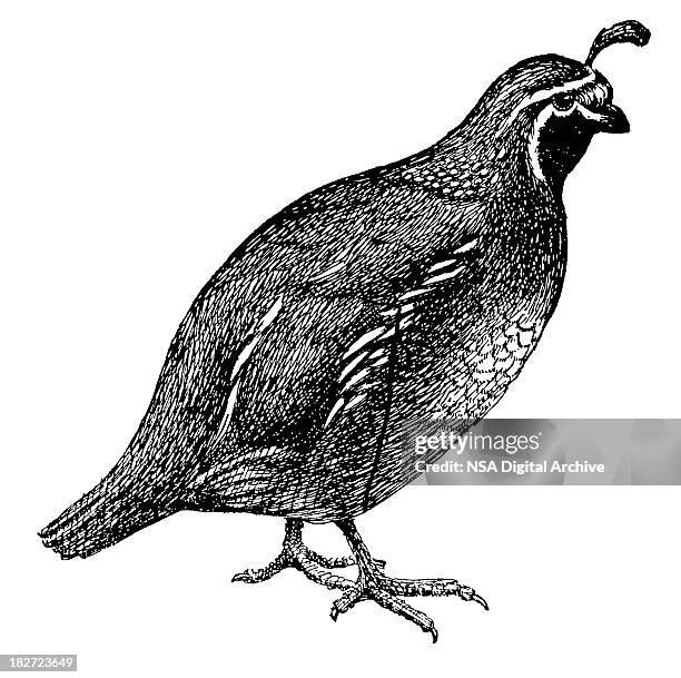 quail | antique bird illustrations - quail bird stock illustrations