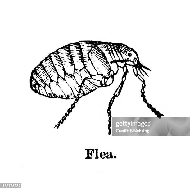 flea engraving - flea stock illustrations