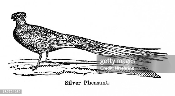 Silver pheasant Silver pheasant