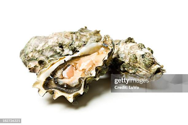 oysters - three animals stock pictures, royalty-free photos & images