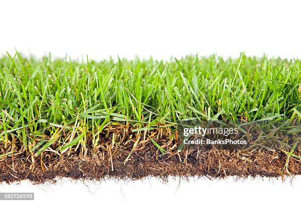 tau beschichtete frühling gras, isoliert auf weiss mit sichtbaren wurzeln - white turf stock-fotos und bilder