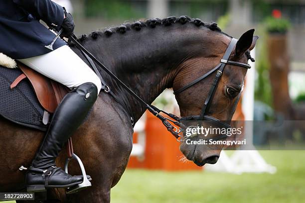 harmonie zwischen pferd und reiter - springreiten stock-fotos und bilder
