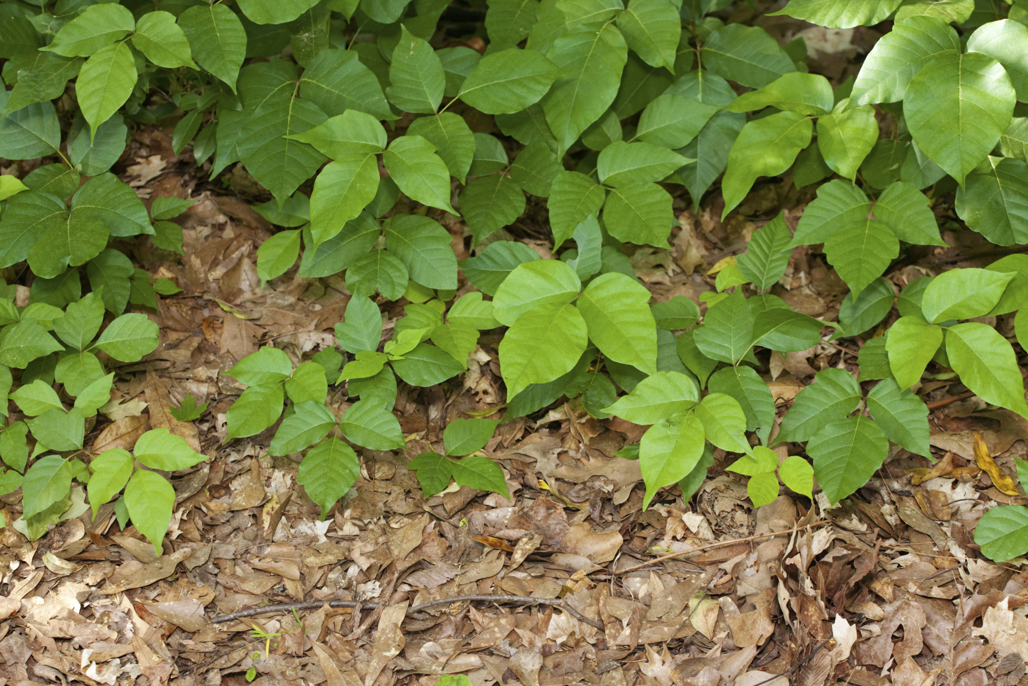 poison ivy