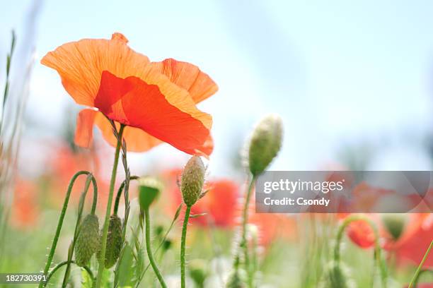 flowers - illinois landscape stock pictures, royalty-free photos & images