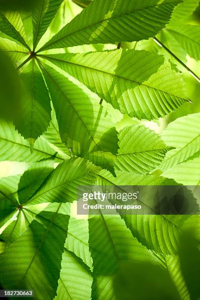 verde fresco folhas na floresta - picture of a buckeye tree - fotografias e filmes do acervo