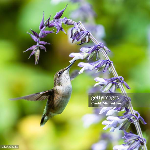 ruby throated hummingbird feeding on nectar - pollinator stock pictures, royalty-free photos & images