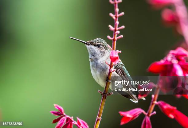 ruby throated hummingbird perched on branch - pollinator stock pictures, royalty-free photos & images