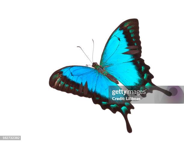 butterfly papilio lorquinianus albertisi - butterfly on white stock pictures, royalty-free photos & images