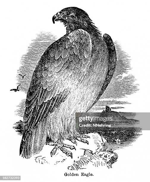 golden eagle - 1882 stock illustrations