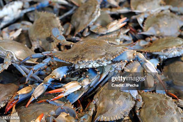 fresh living blue crabs at the fish market - blue crab stock pictures, royalty-free photos & images