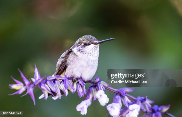 ruby throated hummingbird perched on branch - ruby throated hummingbird stock pictures, royalty-free photos & images
