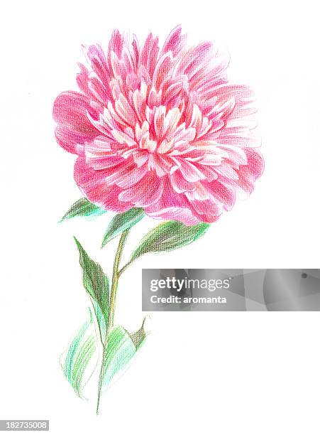 beautiful peony - peony stock illustrations