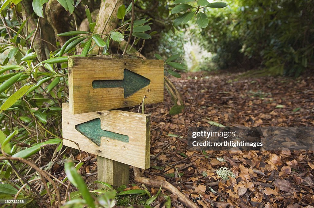 Choice of paths in woodland