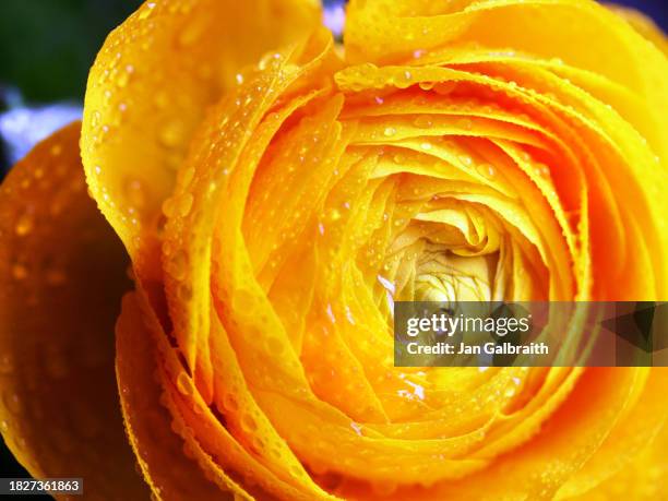 Golden Ranunculus 102 Golden Buttercups Stock Photos, High-Res Pictures, and Images ...