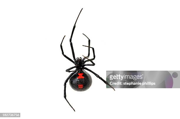 black widow spider on a white background - spider stock pictures, royalty-free photos & images