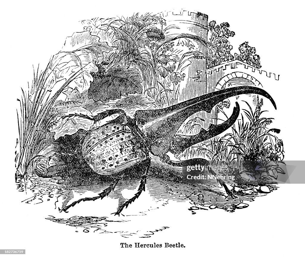 Hercules beetle