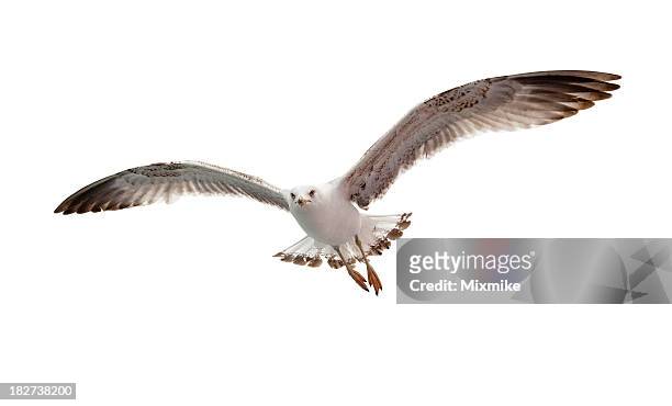 flying seagull isolated on white - seagull stockfoto's en -beelden