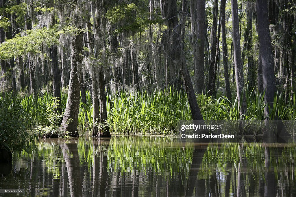 Isla de miel Swamp- Louisiana