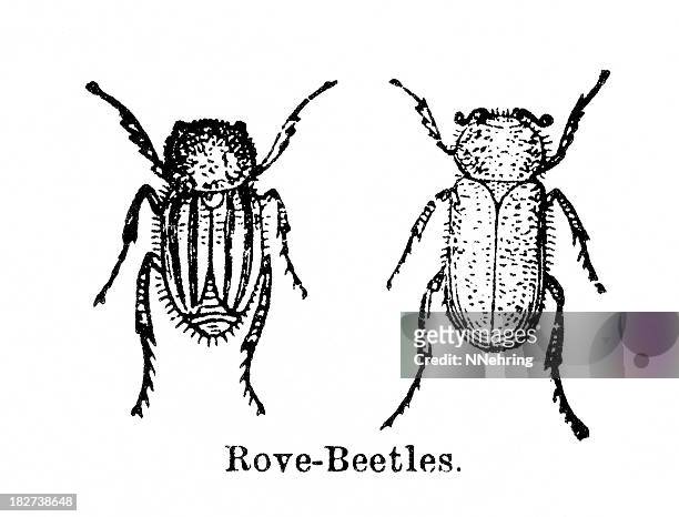 ilustraciones, imágenes clip art, dibujos animados e iconos de stock de beetles - asnillo