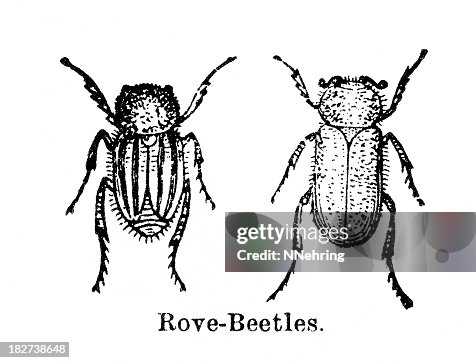 Beetles Beetles