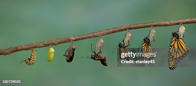 Monarch-Schmetterling fliegt aus das Weingut chrysalis Monarch-Schmetterling fliegt aus das Weingut chrysalis