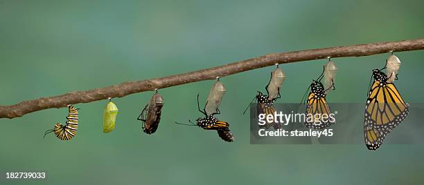 monarch-schmetterling fliegt aus das weingut chrysalis - entwicklung stock-fotos und bilder