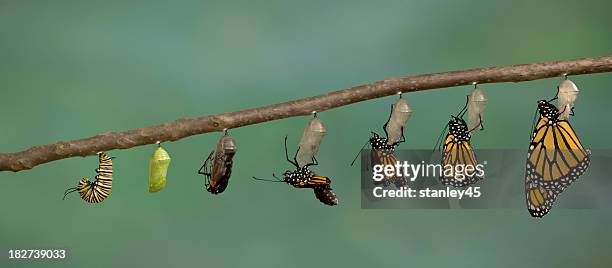 monarch-schmetterling fliegt aus das weingut chrysalis - butterfly cacoon stock-fotos und bilder