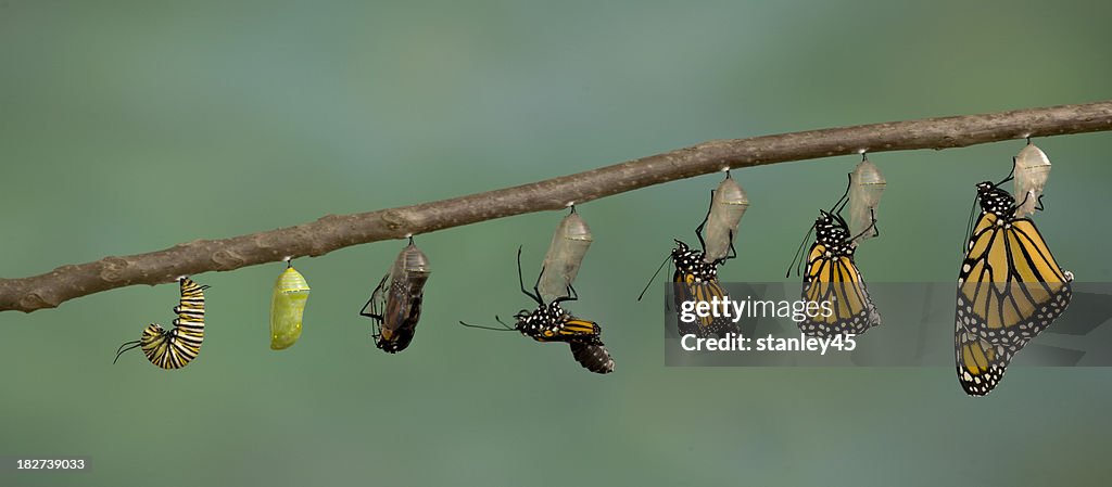 Mariposa monarca provenientes de su chrysalis