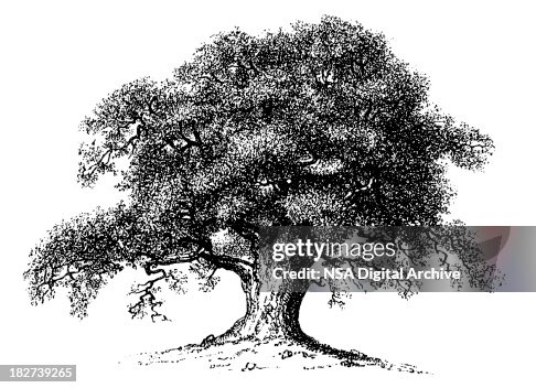 Vintage Clip Art and Illustrations | Oak Tree Vintage Clip Art and Illustrations | Oak Tree