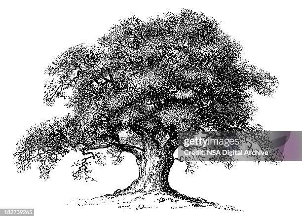 bildbanksillustrationer, clip art samt tecknat material och ikoner med vintage clip art and illustrations | oak tree - engraving