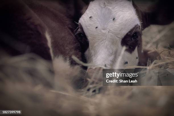 cow with flies - scotland v united states stock pictures, royalty-free photos & images