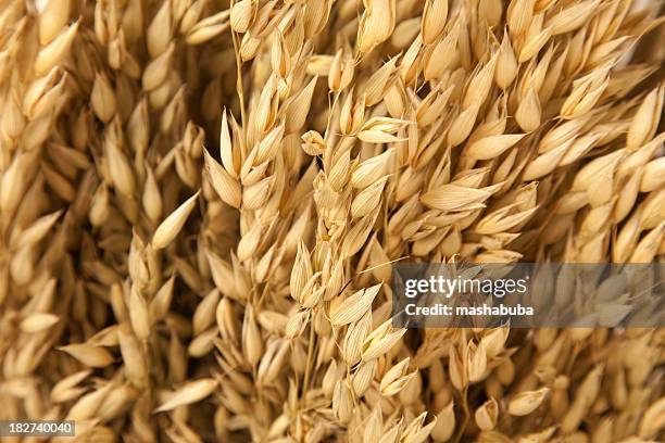 oat. - avena stock pictures, royalty-free photos & images