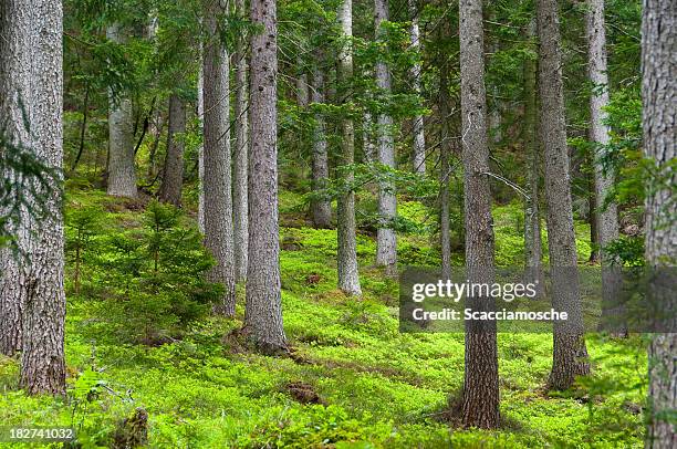 üppigen wald - korktanne stock-fotos und bilder