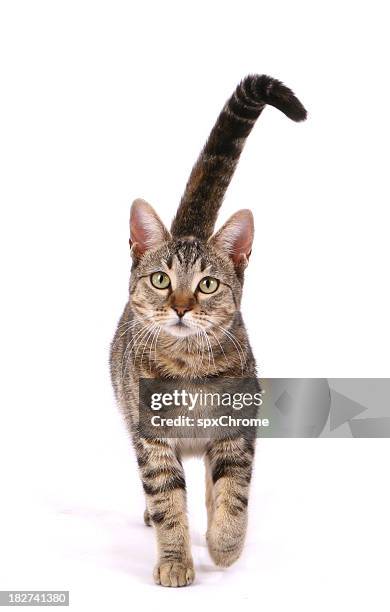 cat walking - domestic cat isolated stock pictures, royalty-free photos & images