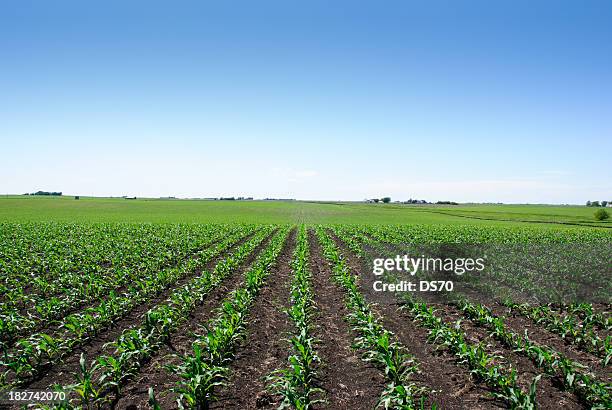 Iowa Cornfields 879 Iowa Corn Field Stock Photos, High-Res Pictures, and Images - Getty ...