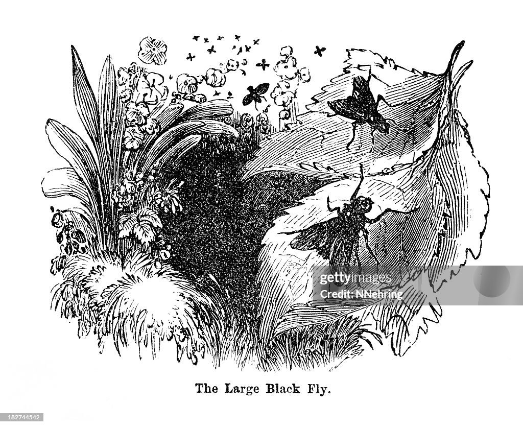 Black fly