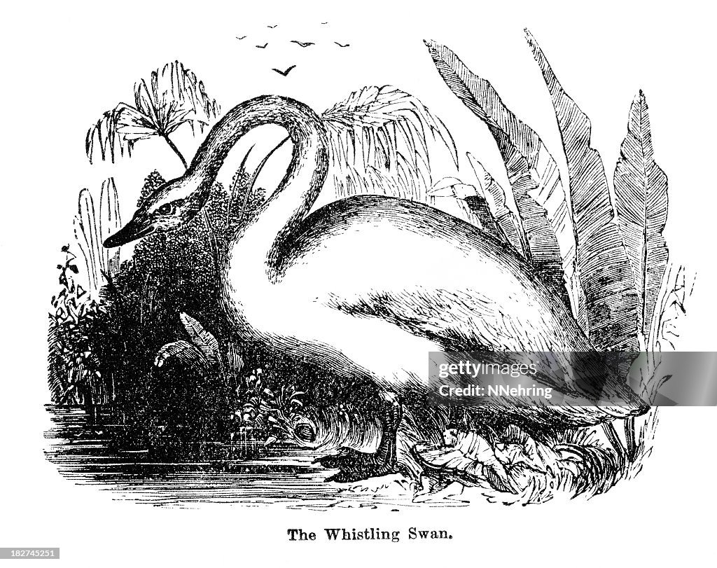 Myophonus cisne