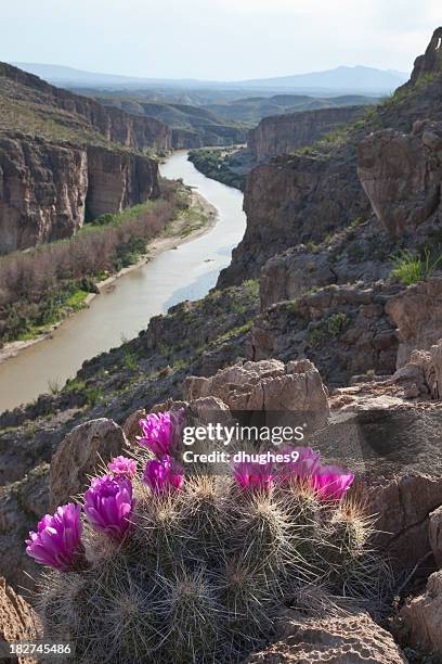 cactus flores com vista para o rio grande, no parque nacional de big bend - chihuahua desert - fotografias e filmes do acervo