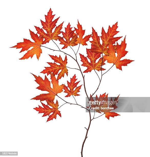 rosso autunno branch - maple tree foto e immagini stock
