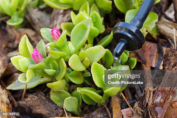 water drip system and iceplant - bet stockfoto's en -beelden