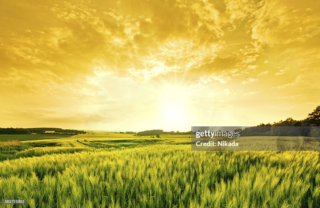 Panorama di grano dorato