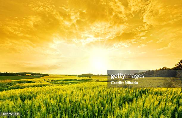 golden wheat landscape - golden clouds stockfoto's en -beelden