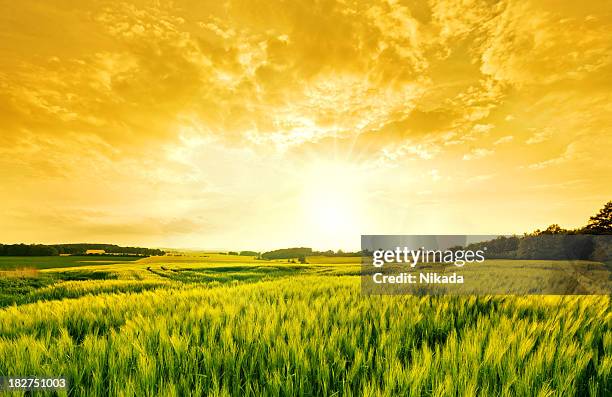 golden wheat landscape - green wheat stock pictures, royalty-free photos & images